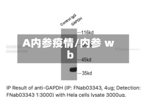 A内参疫情/内参 wb