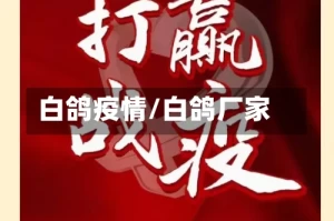 白鸽疫情/白鸽厂家