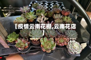 【疫情云南花棚,云南花店】