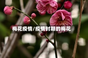 梅花疫情/疫情时期的梅花