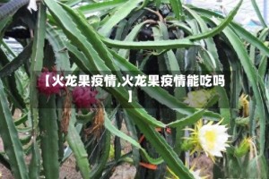 【火龙果疫情,火龙果疫情能吃吗】