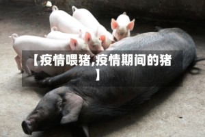 【疫情喂猪,疫情期间的猪】