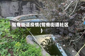 鸳鸯街道疫情(鸳鸯街道社区)