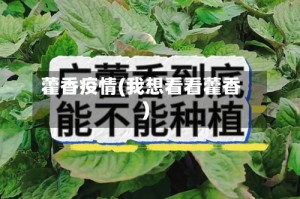 藿香疫情(我想看看藿香)
