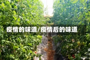 疫情的味道/疫情后的味道