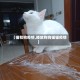 【猫和狗疫情,播放狗狗猫猫疫情】