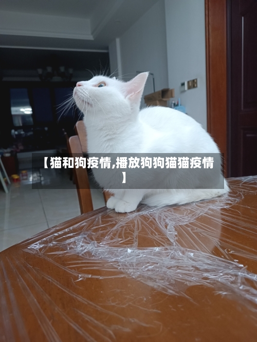 【猫和狗疫情,播放狗狗猫猫疫情】-第1张图片