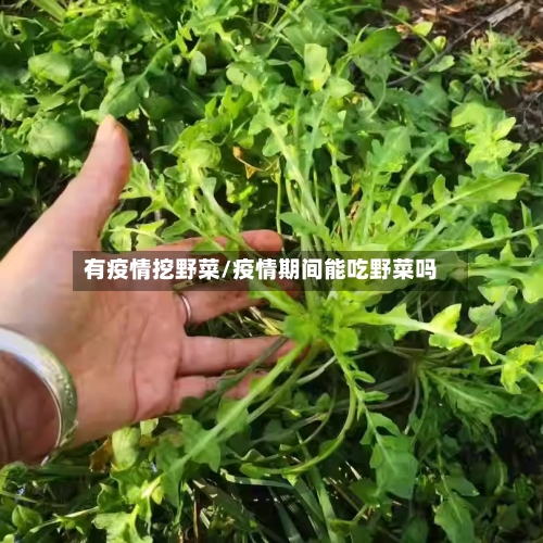 有疫情挖野菜/疫情期间能吃野菜吗-第1张图片