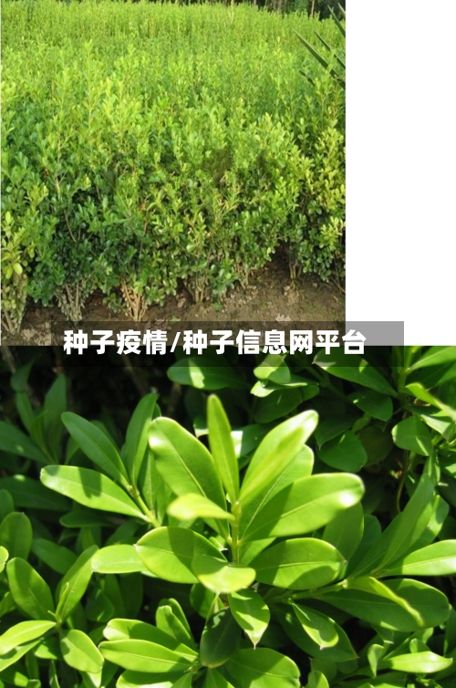 种子疫情/种子信息网平台-第1张图片