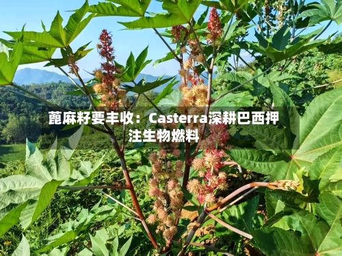 蓖麻籽要丰收:Casterra深耕巴西押注生物燃料-第1张图片