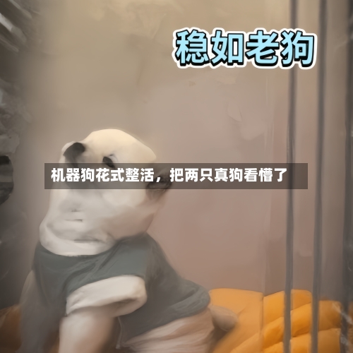 机器狗花式整活	，把两只真狗看懵了-第3张图片