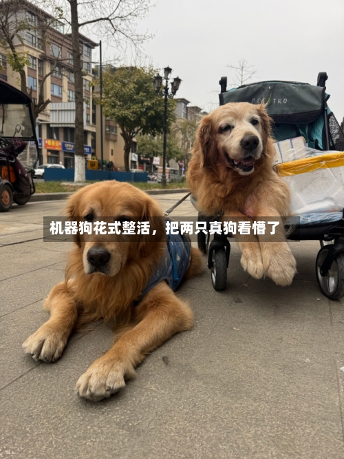 机器狗花式整活	，把两只真狗看懵了-第1张图片