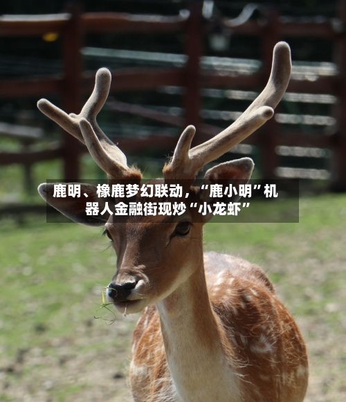 鹿明、橡鹿梦幻联动	，“鹿小明”机器人金融街现炒“小龙虾	”-第1张图片