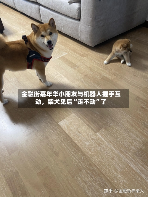 金融街嘉年华小朋友与机器人握手互动，柴犬见后“走不动”了-第1张图片