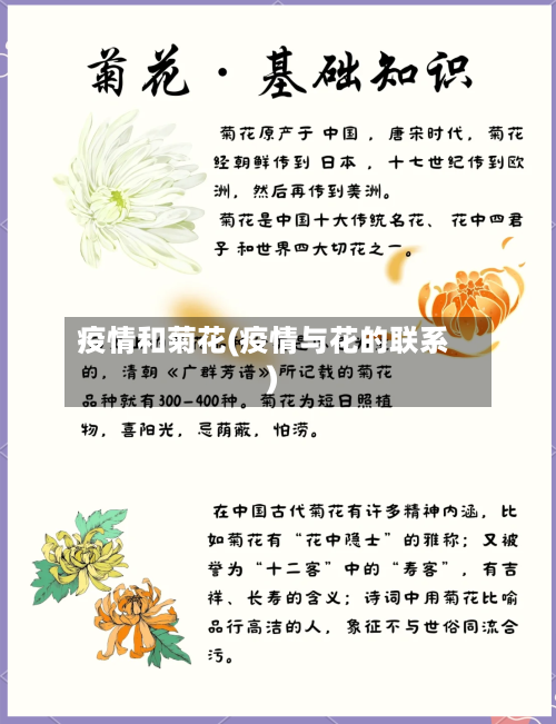 疫情和菊花(疫情与花的联系)-第1张图片