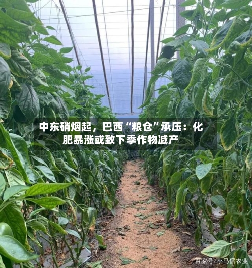 中东硝烟起，巴西“粮仓”承压：化肥暴涨或致下季作物减产-第3张图片