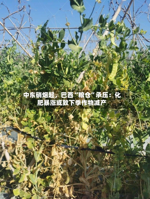 中东硝烟起，巴西“粮仓”承压：化肥暴涨或致下季作物减产-第2张图片