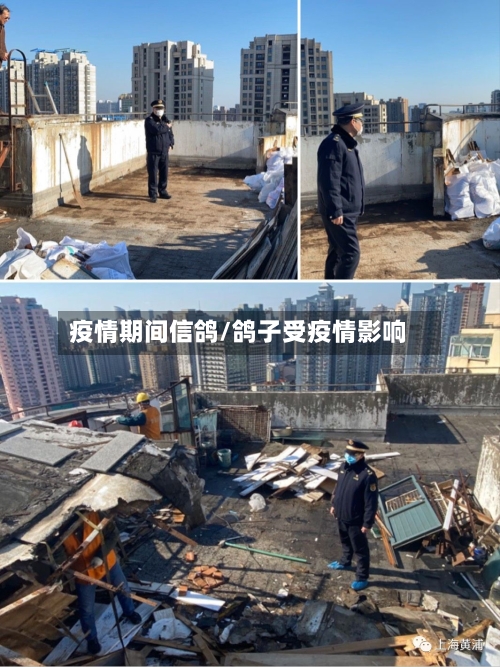 疫情期间信鸽/鸽子受疫情影响-第2张图片
