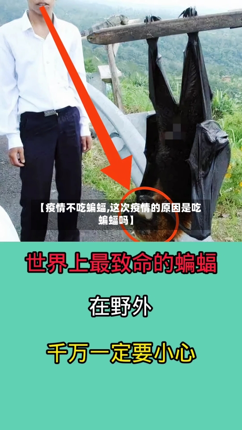 【疫情不吃蝙蝠,这次疫情的原因是吃蝙蝠吗】-第2张图片