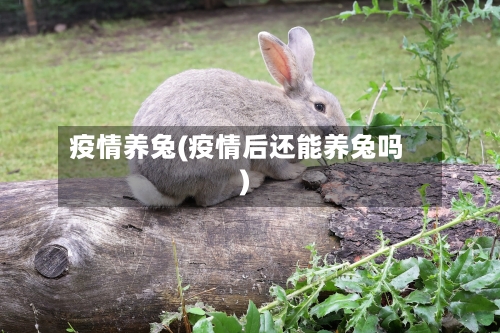 疫情养兔(疫情后还能养兔吗)-第1张图片