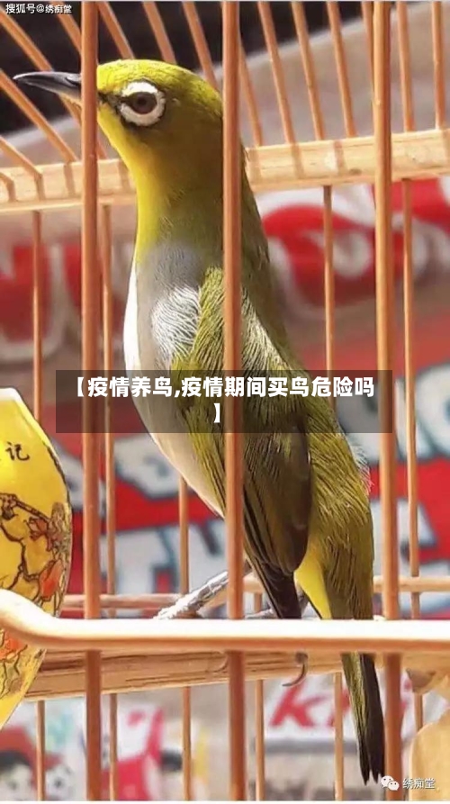 【疫情养鸟,疫情期间买鸟危险吗】-第1张图片