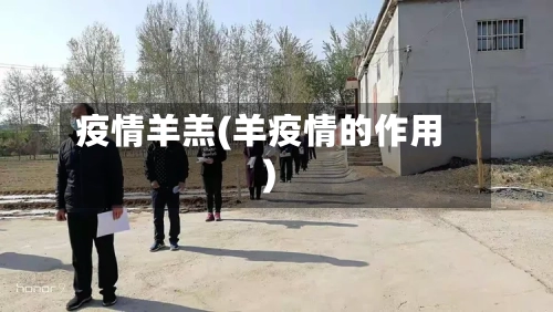 疫情羊羔(羊疫情的作用)-第1张图片