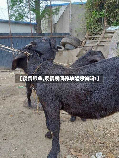 【疫情喂羊,疫情期间养羊能赚钱吗?】-第1张图片