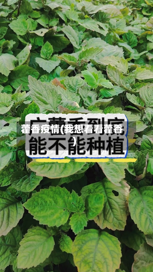 藿香疫情(我想看看藿香)-第1张图片